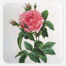 Rosa Gallica Regallis Adhésifs