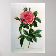 Rosa Gallica Regallis Affiche