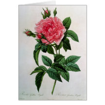 Rosa Gallica Regallis Cartes De Vœux