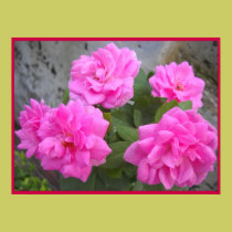 Rose-Affiche de Saint Valentin posters