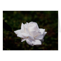 rose blanc carte