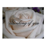 Rose blanc cartes postales