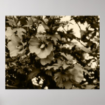 Rose d'affiche de Sharon