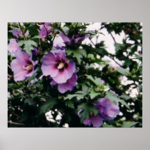 Rose d'affiche de Sharon