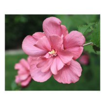 Rose d'Althea d'élargissement de photo de Sharon