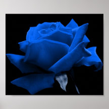 Rose de bleu affiche