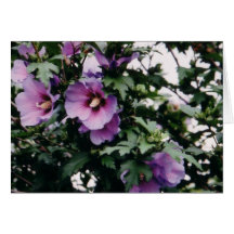 Rose de carte de Sharon