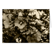 Rose de carte de Sharon