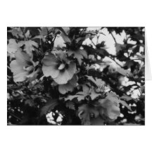Rose de carte de Sharon