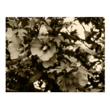 Rose de carte postale de Sharon