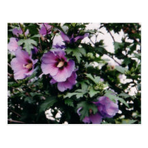 Rose de carte postale de Sharon