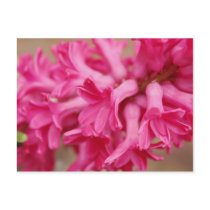 Rose de jacinthe cartes postales
