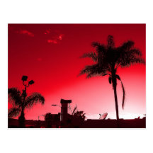 Rose de la Californie Cartes Postales