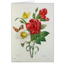 Rose de Noël, Helleborus Niger Carte De Vœux