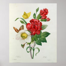 Rose de Noël, Helleborus Niger Posters