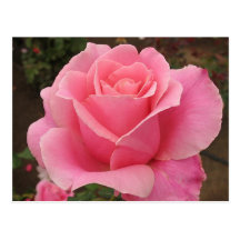 Rose de rose carte postale
