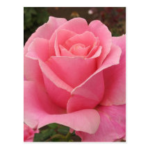 Rose de rose cartes postales