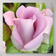Rose de rose posters