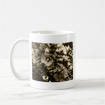 Rose de tasse de Sharon