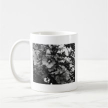 Rose de tasse de Sharon