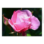 Rose dramatique de rose cartes de vœux