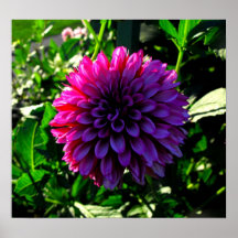 Rose et pourpre, fleur posters