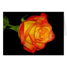 Rose jaune-orange cartes de vœux