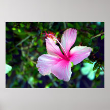 Rose lumineux de fleur de ketmie contre le vert affiche
