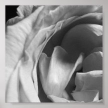 Rose noir et blanc : Bloc 1 Affiche