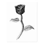 Rose noire carte postale