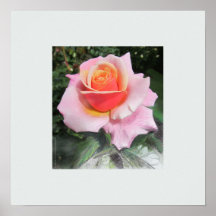 Rose Poster