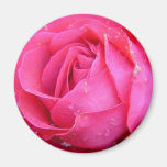 Rose romantique de rose avec l'aimant de gouttelet