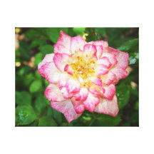 Rose rose et jaune impressions sur toile