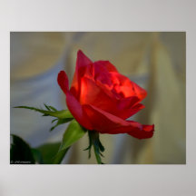 Rose rouge affiche