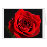 Rose rouge cartes de vœux
