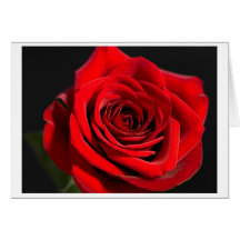 Rose rouge cartes de vœux