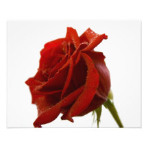Rose rouge simple avec des baisses de rosée photographies d’art