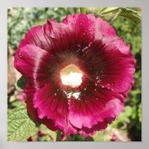Rose trémière pourpre posters