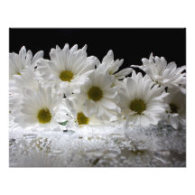 Rosée et marguerites impressions photo
