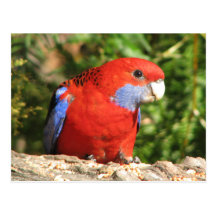 Rosella cramoisi australien carte postale