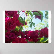 Roseraie Posters