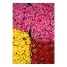 Roses Photos D’art