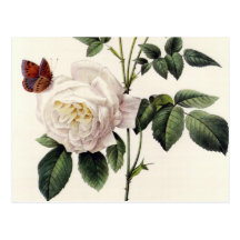 roses blancs et papillons, Pierre Joseph Redouté Cartes Postales