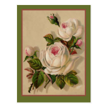 Roses blancs magnifiques de Redoute Cartes Postales
