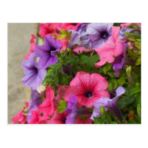 Roses Cartes Postales