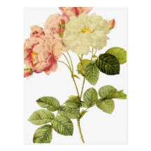 Roses de damassé carte postale