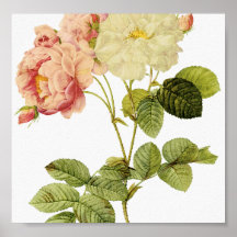 Roses de damassé poster