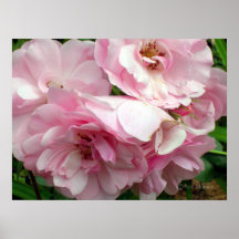 Roses Flourishing Posters