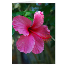 Roses indien sautantes carte de vœux