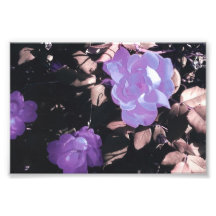 Roses pourpres photos d’art